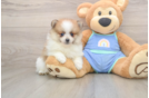Best Pomeranian Baby