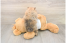 Best Pomeranian Baby