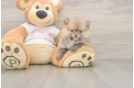 Best Pomeranian Baby