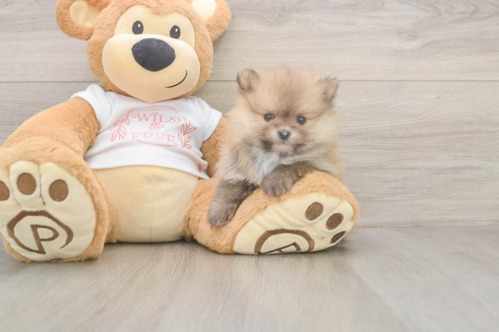 Best Pomeranian Baby