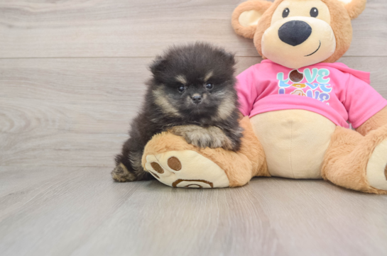 Pomeranian Pup Being Cute