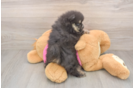Small Pomeranian Purebred Pup