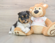 9 week old Pomeranian Puppy For Sale - Pilesgrove Pups