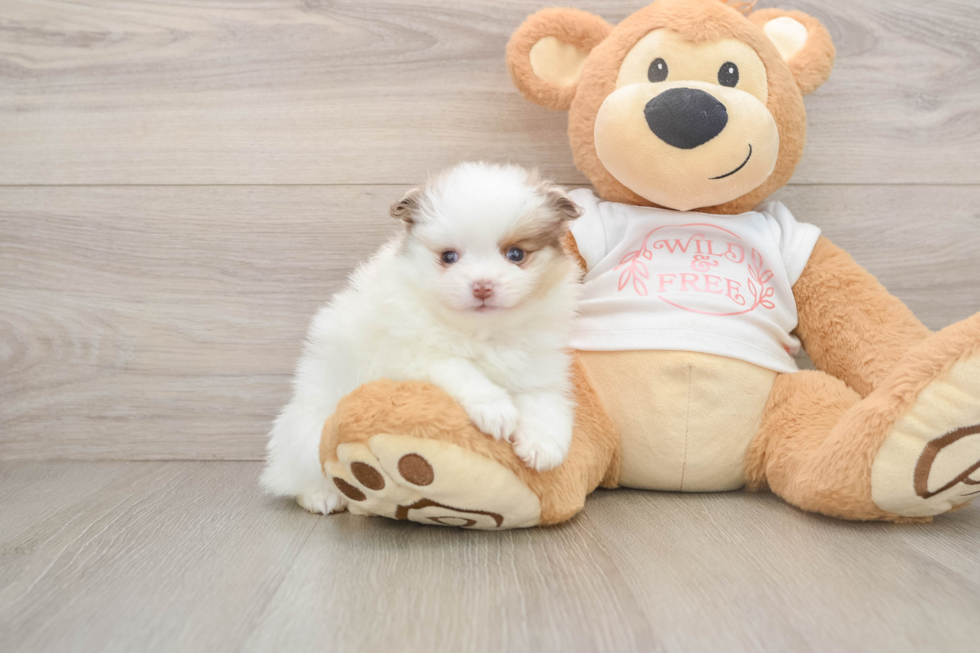 Pomeranian Puppy for Adoption