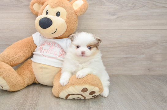 BUBBLES, a Pomeranian littermate