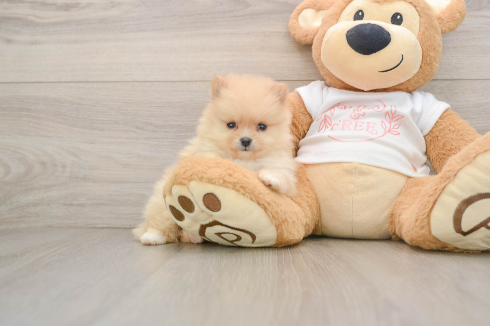 Little Pomeranian Purebred Pup