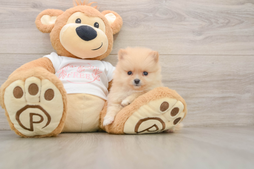 Playful Pomeranian Purebred Pup
