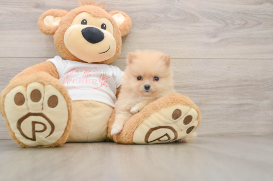 BUBBLES, a Pomeranian littermate