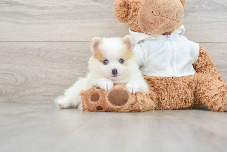 Funny Pomeranian Purebred Pup