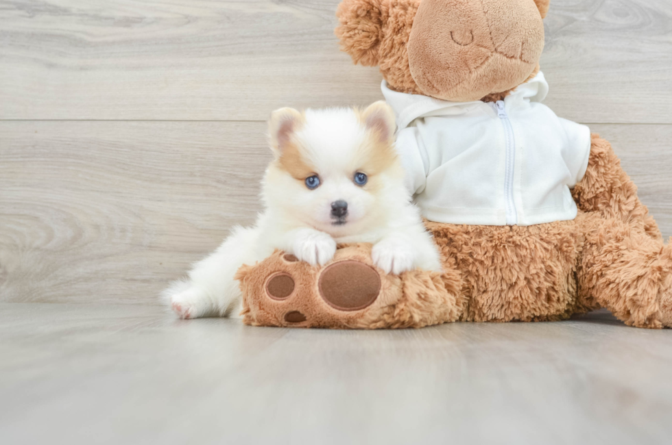 5 week old Pomeranian Puppy For Sale - Pilesgrove Pups