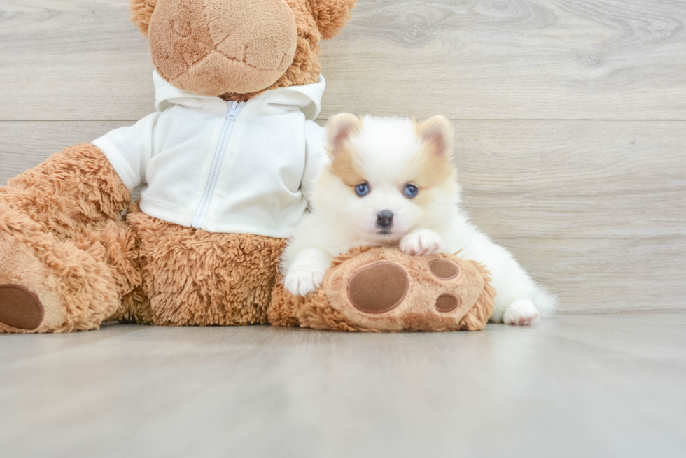 Pomeranian Puppy for Adoption