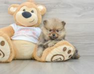 7 week old Pomeranian Puppy For Sale - Pilesgrove Pups
