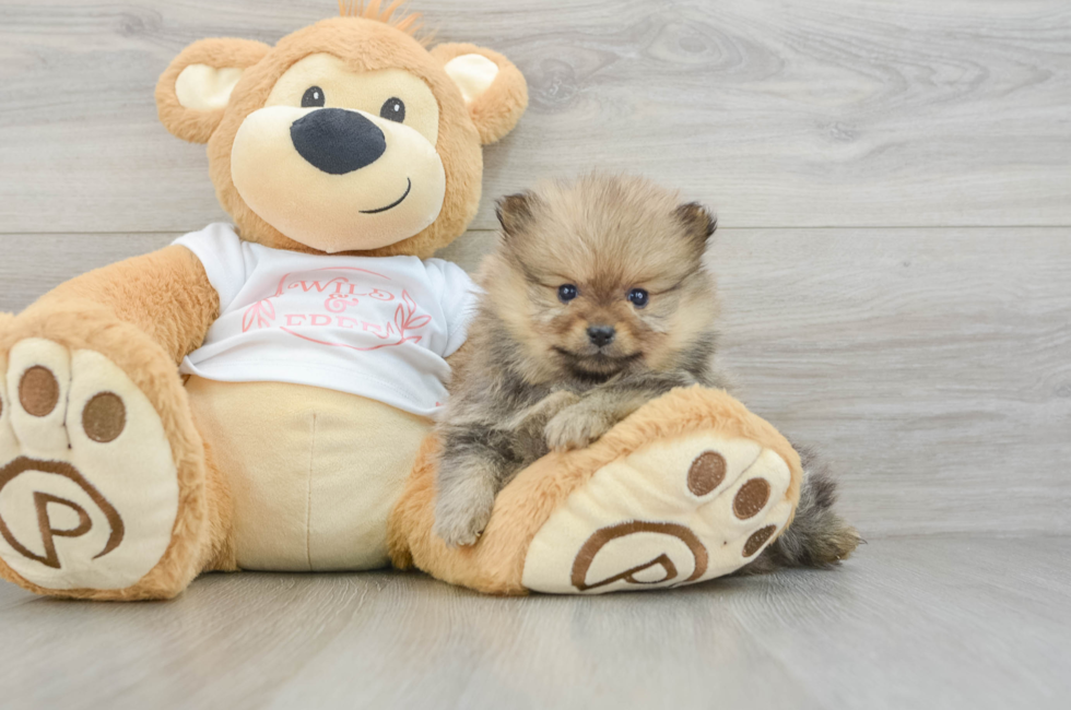 7 week old Pomeranian Puppy For Sale - Pilesgrove Pups