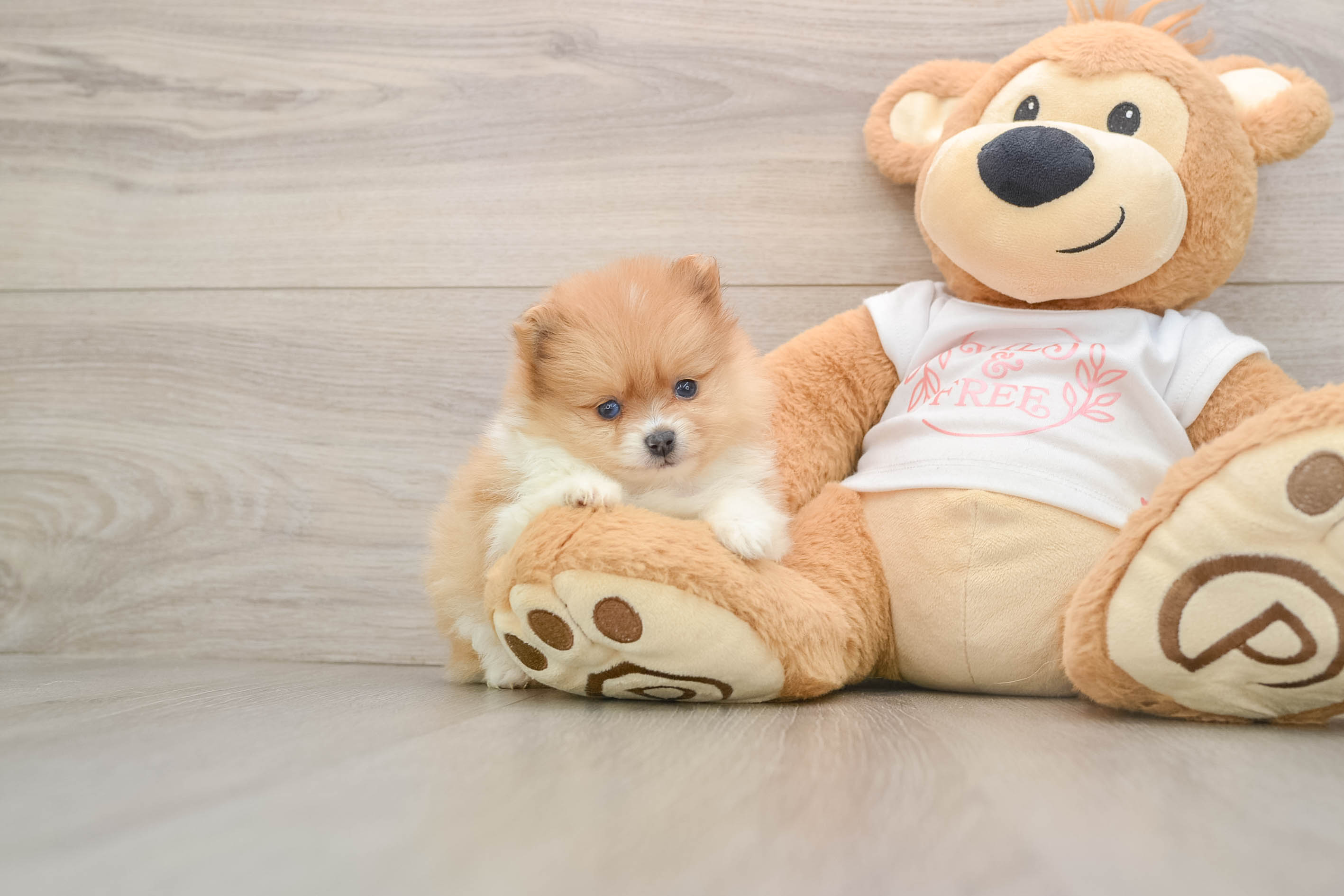 Best Pomeranian Baby