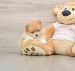 6 week old Pomeranian Puppy For Sale - Pilesgrove Pups