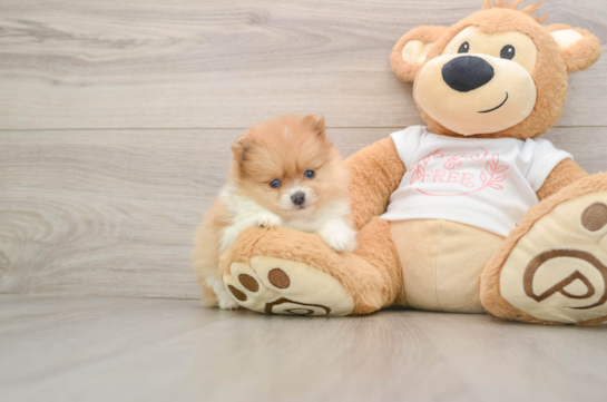 BURBERRY, a Pomeranian littermate