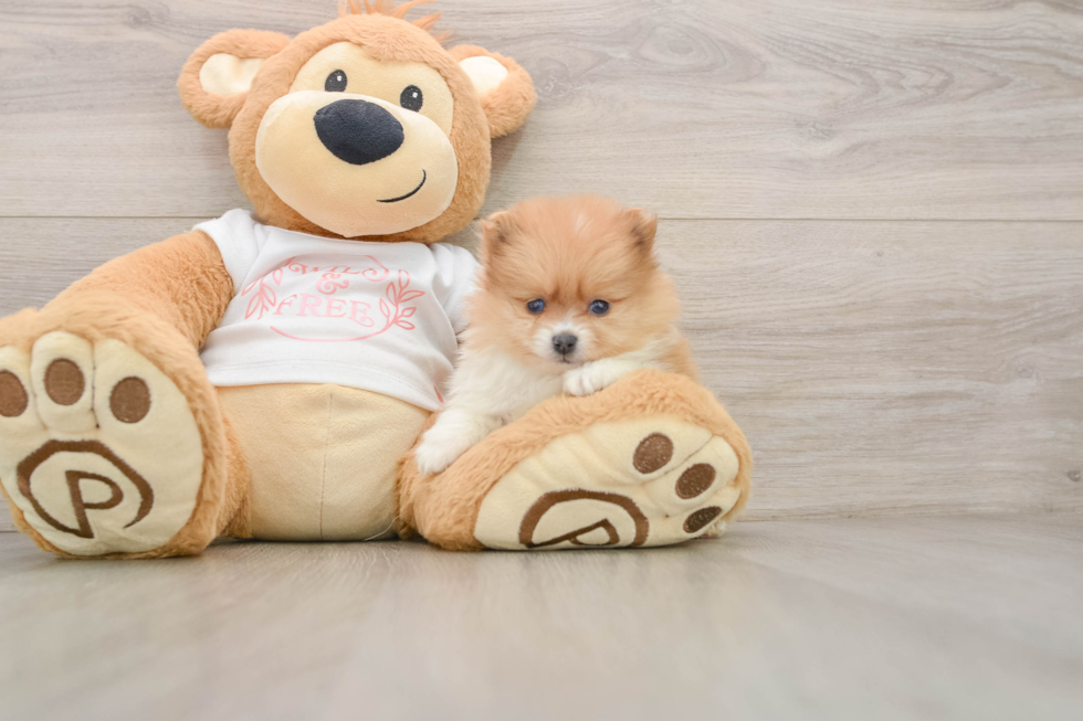 Best Pomeranian Baby