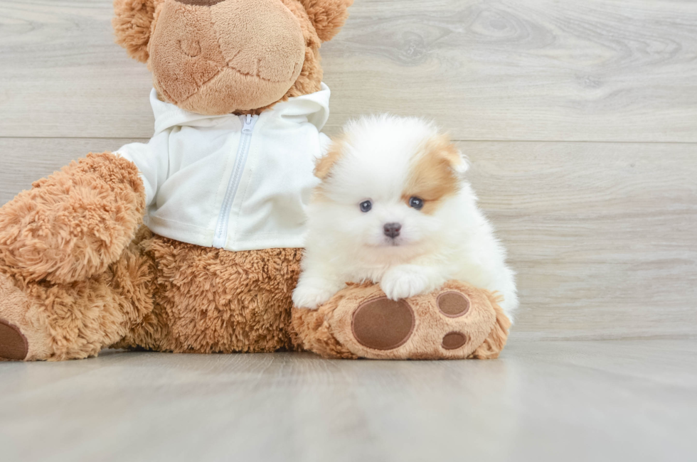 5 week old Pomeranian Puppy For Sale - Pilesgrove Pups