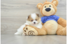 Best Pomeranian Baby