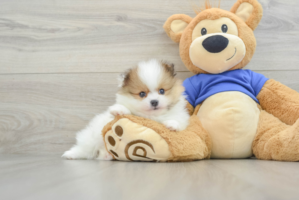 Best Pomeranian Baby