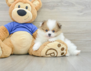 6 week old Pomeranian Puppy For Sale - Pilesgrove Pups