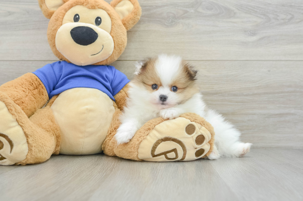 6 week old Pomeranian Puppy For Sale - Pilesgrove Pups