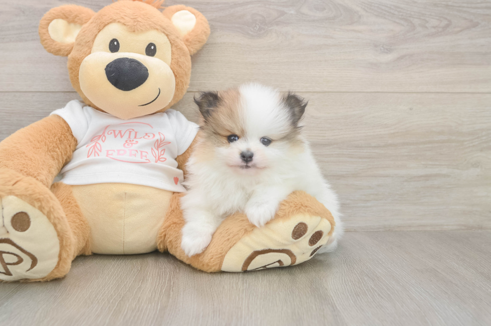 5 week old Pomeranian Puppy For Sale - Pilesgrove Pups