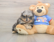 7 week old Pomeranian Puppy For Sale - Pilesgrove Pups