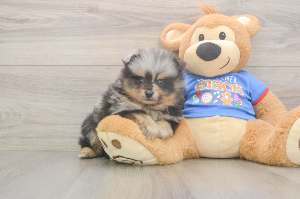 5 week old Pomeranian Puppy For Sale - Pilesgrove Pups