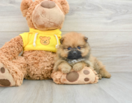 8 week old Pomeranian Puppy For Sale - Pilesgrove Pups