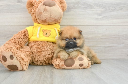 Energetic Swergspitz Purebred Puppy