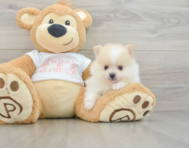 7 week old Pomeranian Puppy For Sale - Pilesgrove Pups