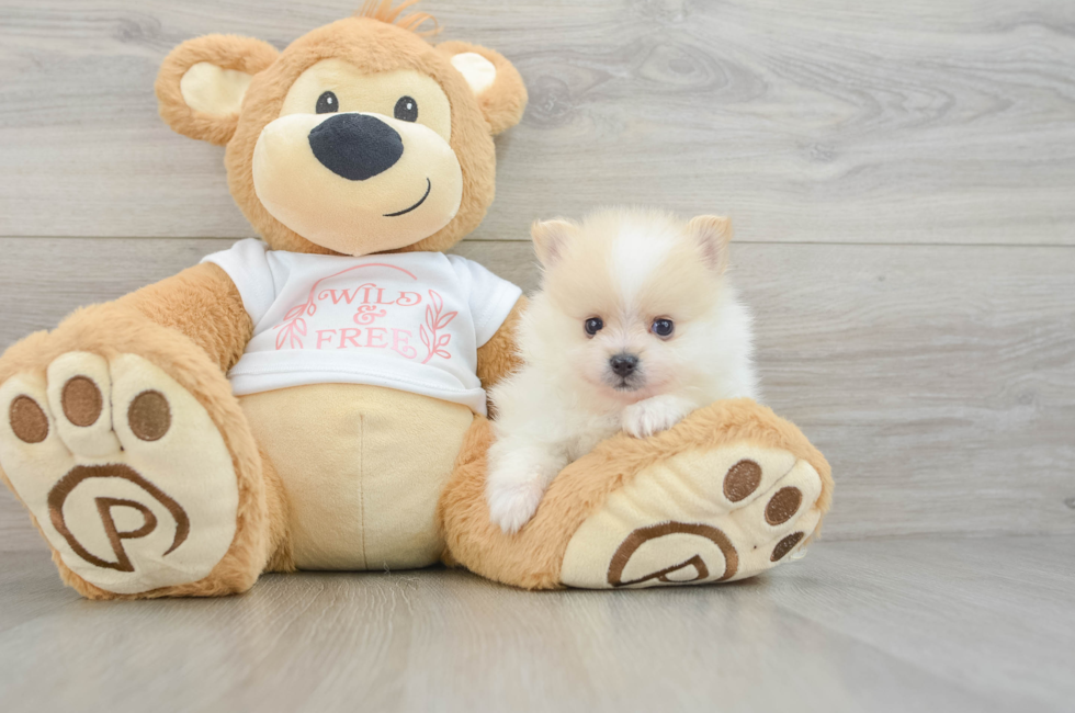 6 week old Pomeranian Puppy For Sale - Pilesgrove Pups