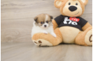 Sweet Deutscher Spitz Purebred Puppy