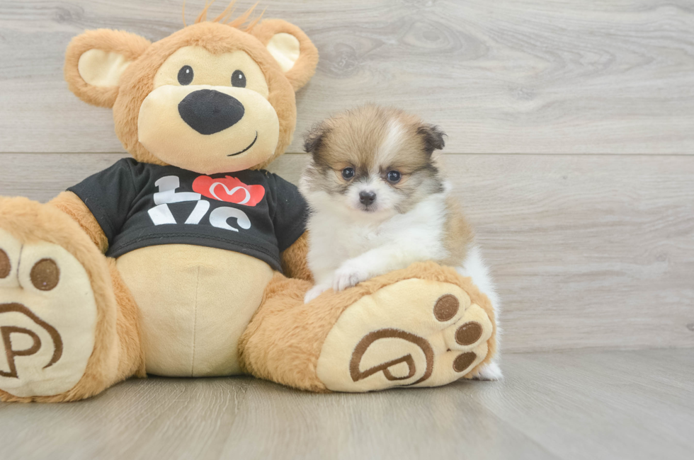 5 week old Pomeranian Puppy For Sale - Pilesgrove Pups