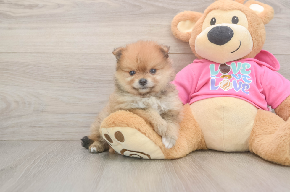7 week old Pomeranian Puppy For Sale - Pilesgrove Pups