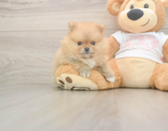 7 week old Pomeranian Puppy For Sale - Pilesgrove Pups