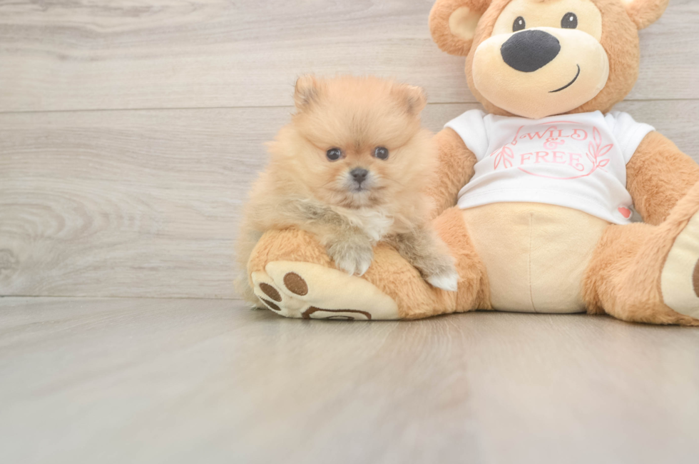 5 week old Pomeranian Puppy For Sale - Pilesgrove Pups