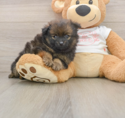 8 week old Pomeranian Puppy For Sale - Pilesgrove Pups