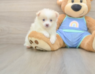 6 week old Pomeranian Puppy For Sale - Pilesgrove Pups