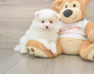 9 week old Pomeranian Puppy For Sale - Pilesgrove Pups
