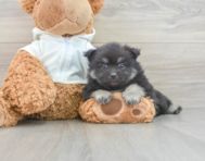 7 week old Pomeranian Puppy For Sale - Pilesgrove Pups