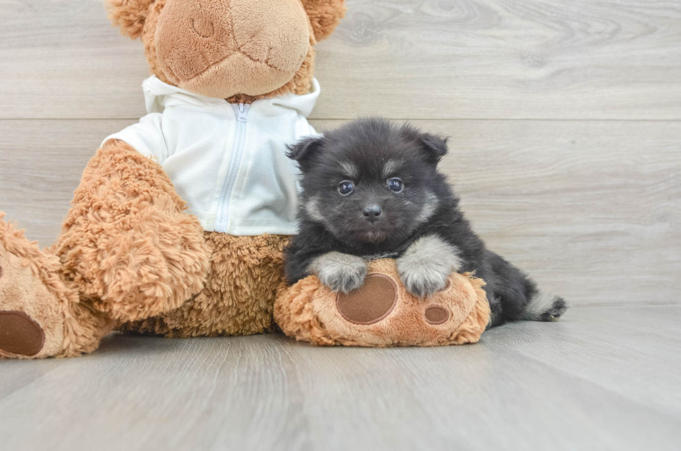 6 week old Pomeranian Puppy For Sale - Pilesgrove Pups