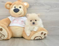 7 week old Pomeranian Puppy For Sale - Pilesgrove Pups