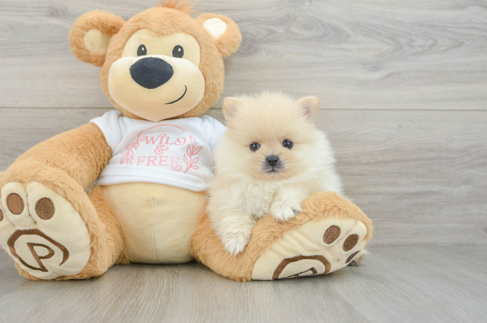 6 week old Pomeranian Puppy For Sale - Pilesgrove Pups