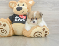 6 week old Pomeranian Puppy For Sale - Pilesgrove Pups