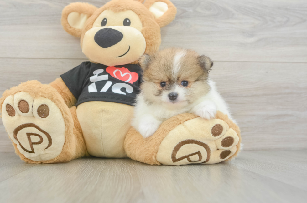 5 week old Pomeranian Puppy For Sale - Pilesgrove Pups