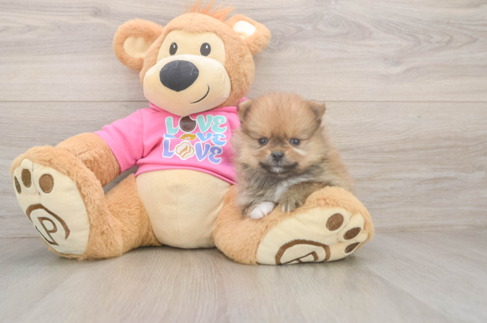 7 week old Pomeranian Puppy For Sale - Pilesgrove Pups