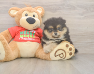 6 week old Pomeranian Puppy For Sale - Pilesgrove Pups
