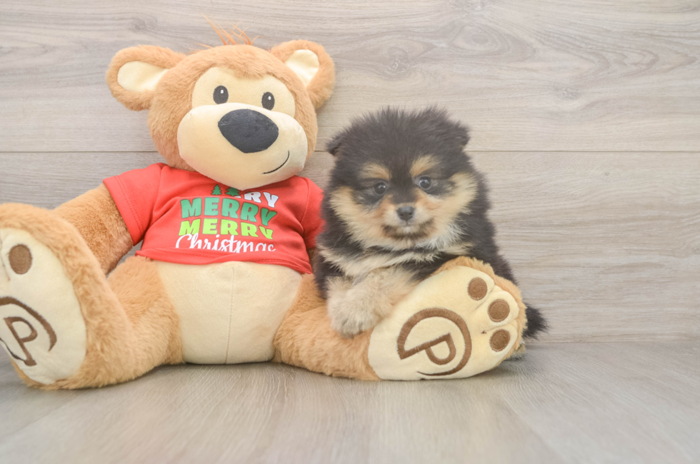 6 week old Pomeranian Puppy For Sale - Pilesgrove Pups